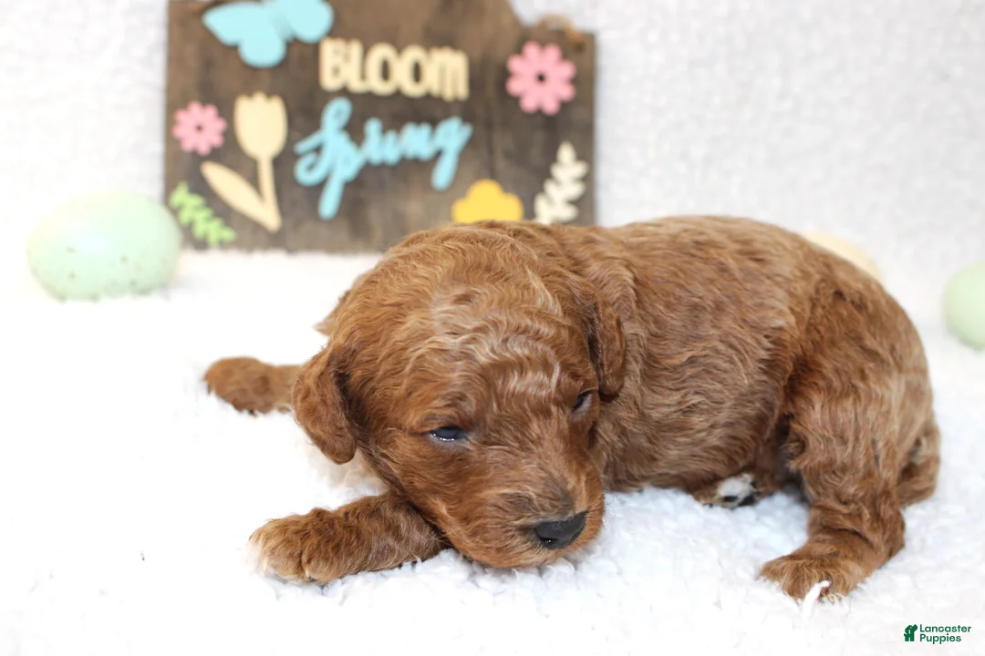 Miniature Poodle dogs for sale: Jasper - Ad 1