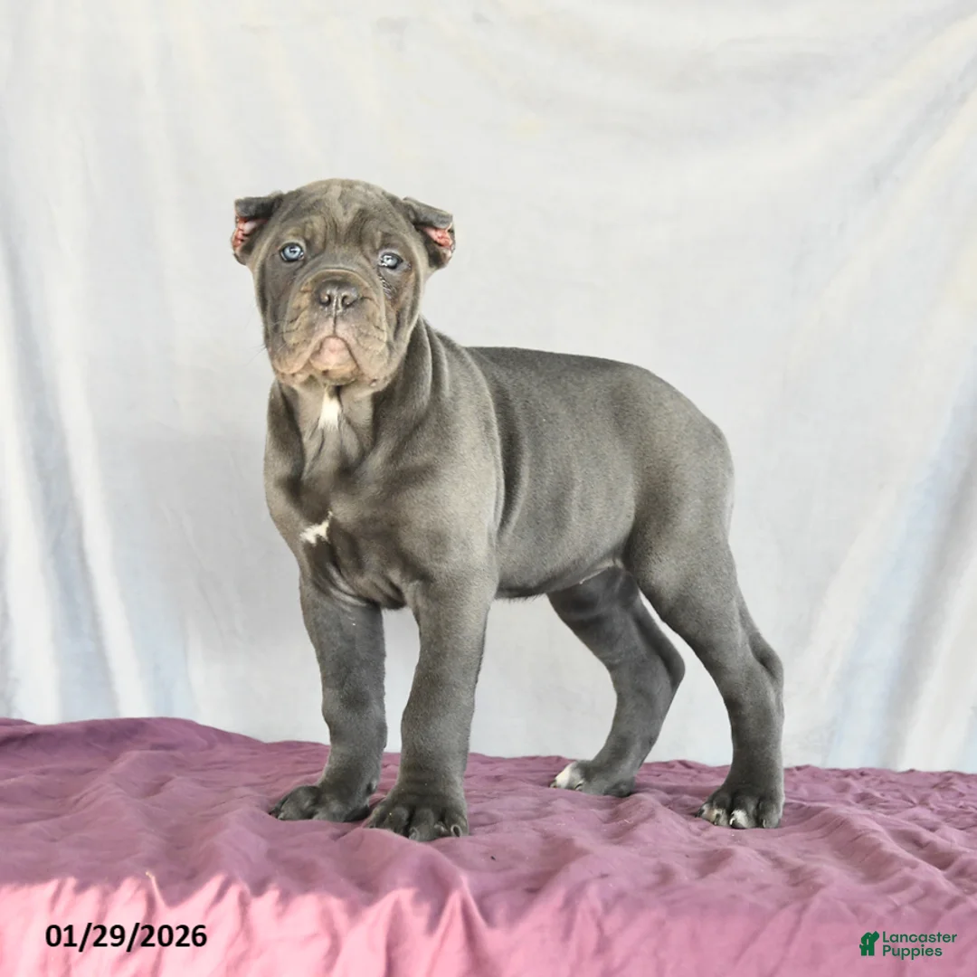 Cane Corso dogs for sale: Meadow - Ad 5