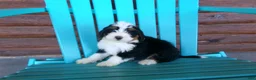 Mini Bernedoodle dogs for sale: Benji - Ad 5