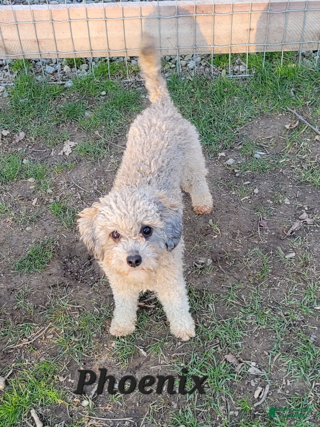 Cavapoo dogs for sale: Red - Ad 6