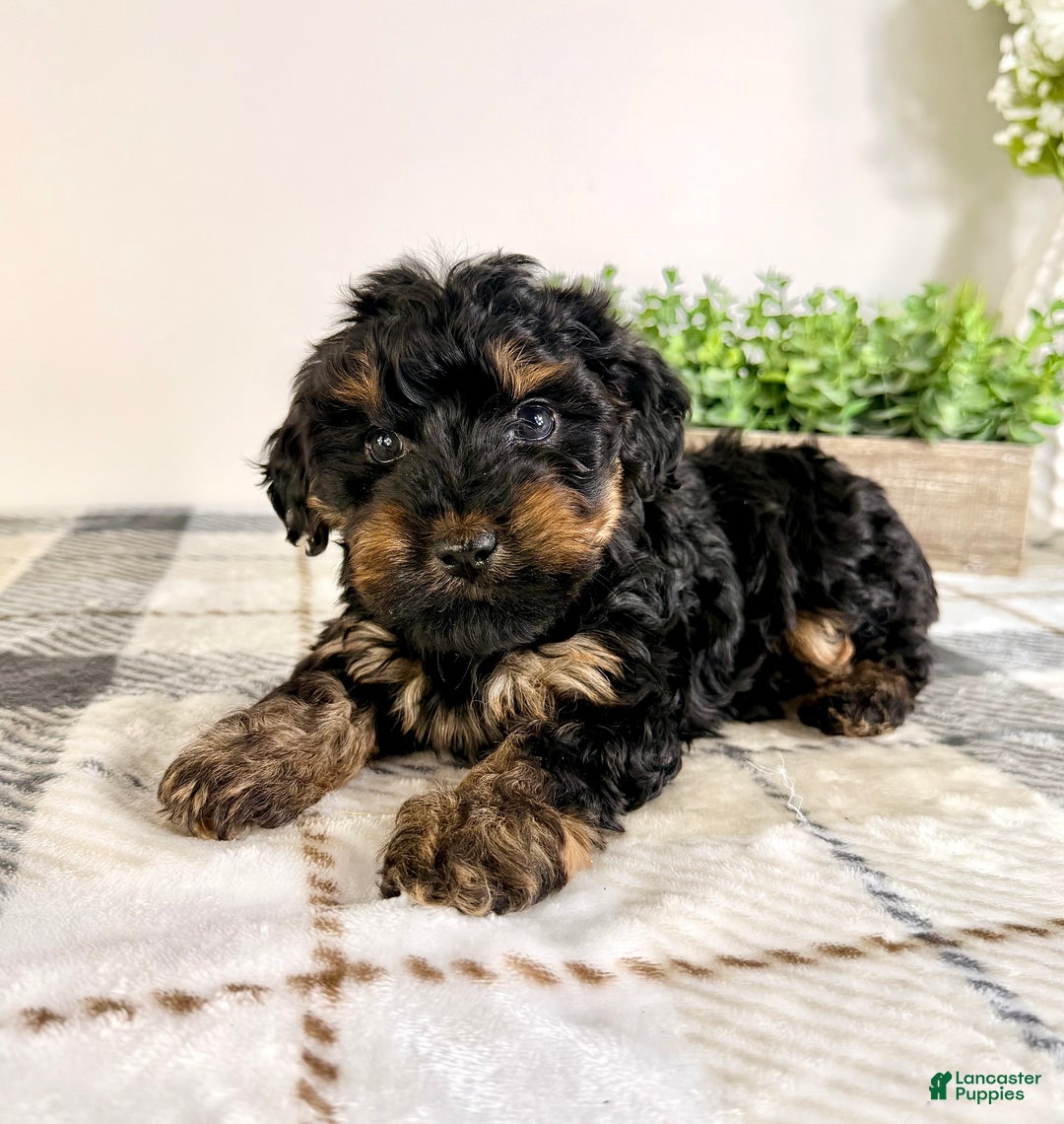 Yorkiepoo dogs for sale: Thea - Ad 4