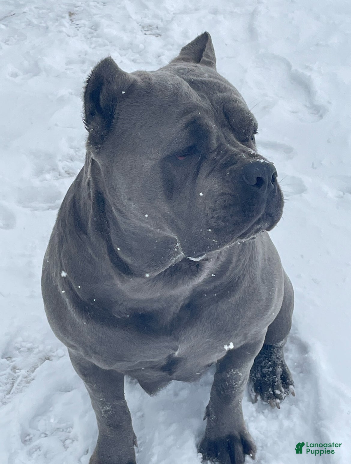 Cane Corso dogs Karma - Ad 2