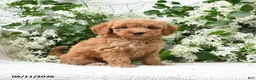 Goldendoodle dogs for sale: Jolene - Ad 3