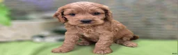 Cockapoo dogs for sale: Versace - Ad 14