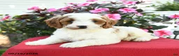 Cavapoo dogs for sale: Laurie - Ad 2
