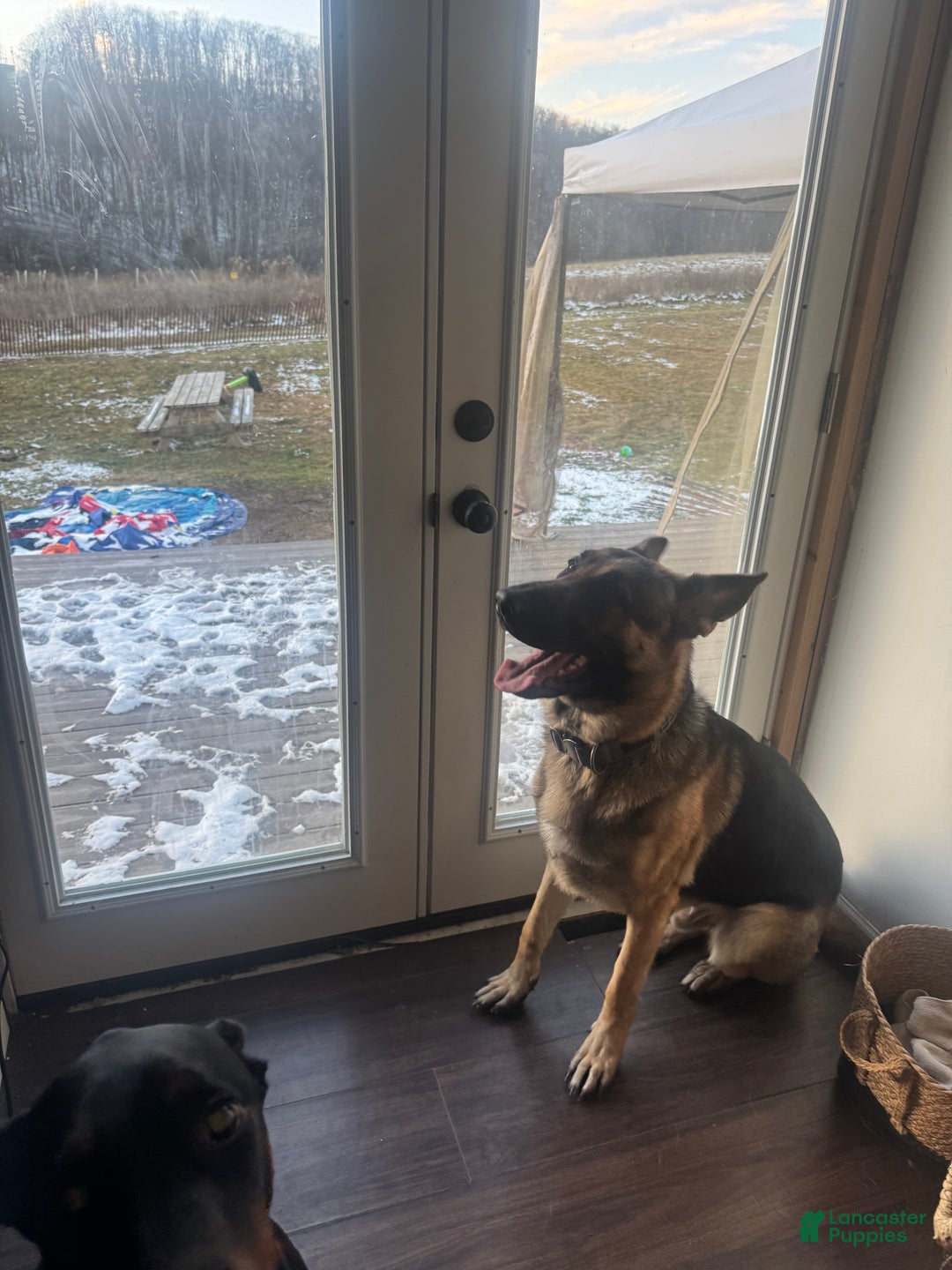 Mixed Breed dogs for sale: Mixed Breed Puppy 4 - Ad 14