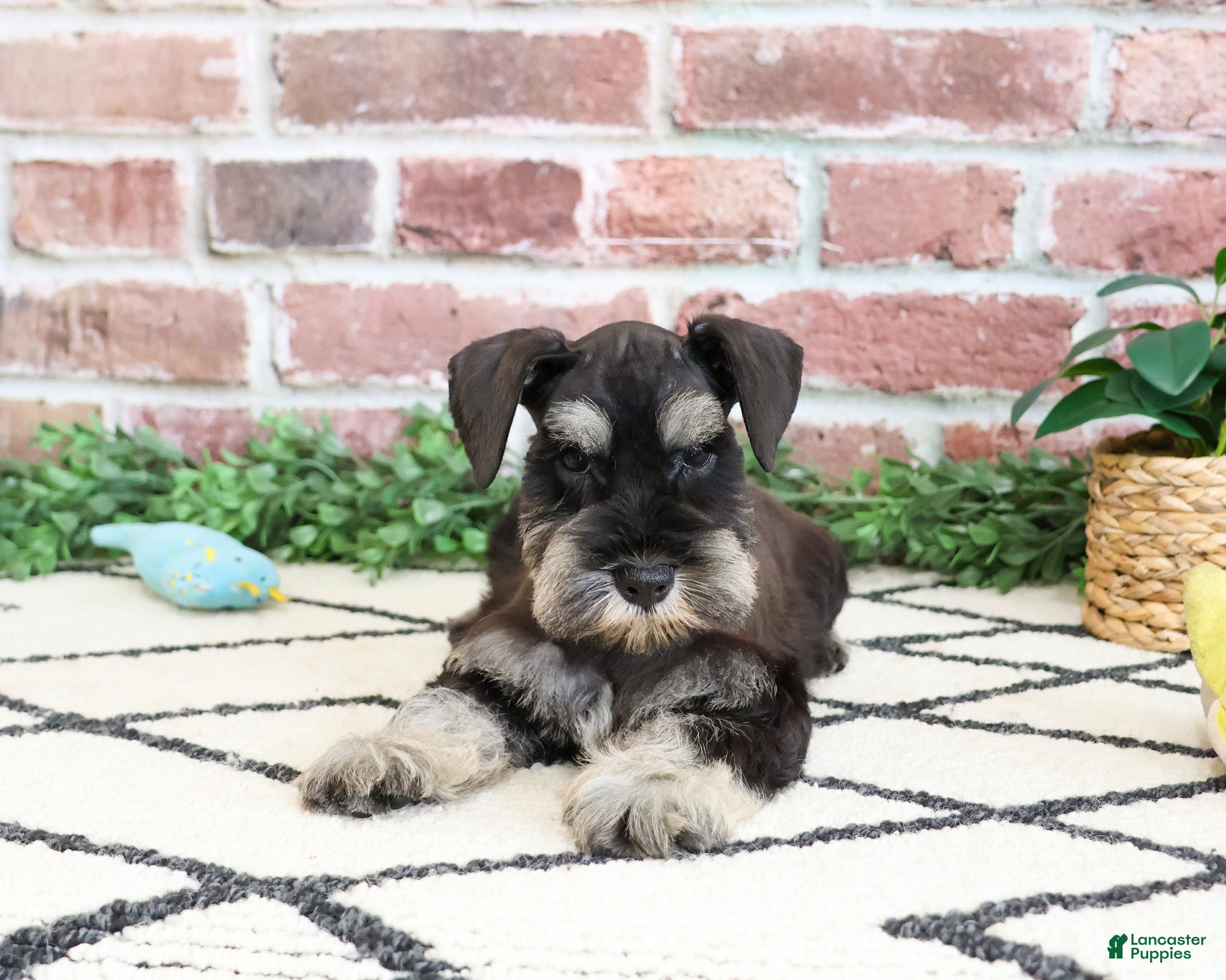 Miniature Schnauzer dogs Tristan  - Ad 36