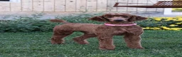 Standard Poodle dogs for sale: Rosa moyen - Ad 6