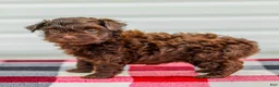 Mini Aussiedoodle dogs for sale: Callie - Ad 3