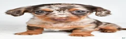 Miniature Dachshund dogs for sale: Sage - Ad 9