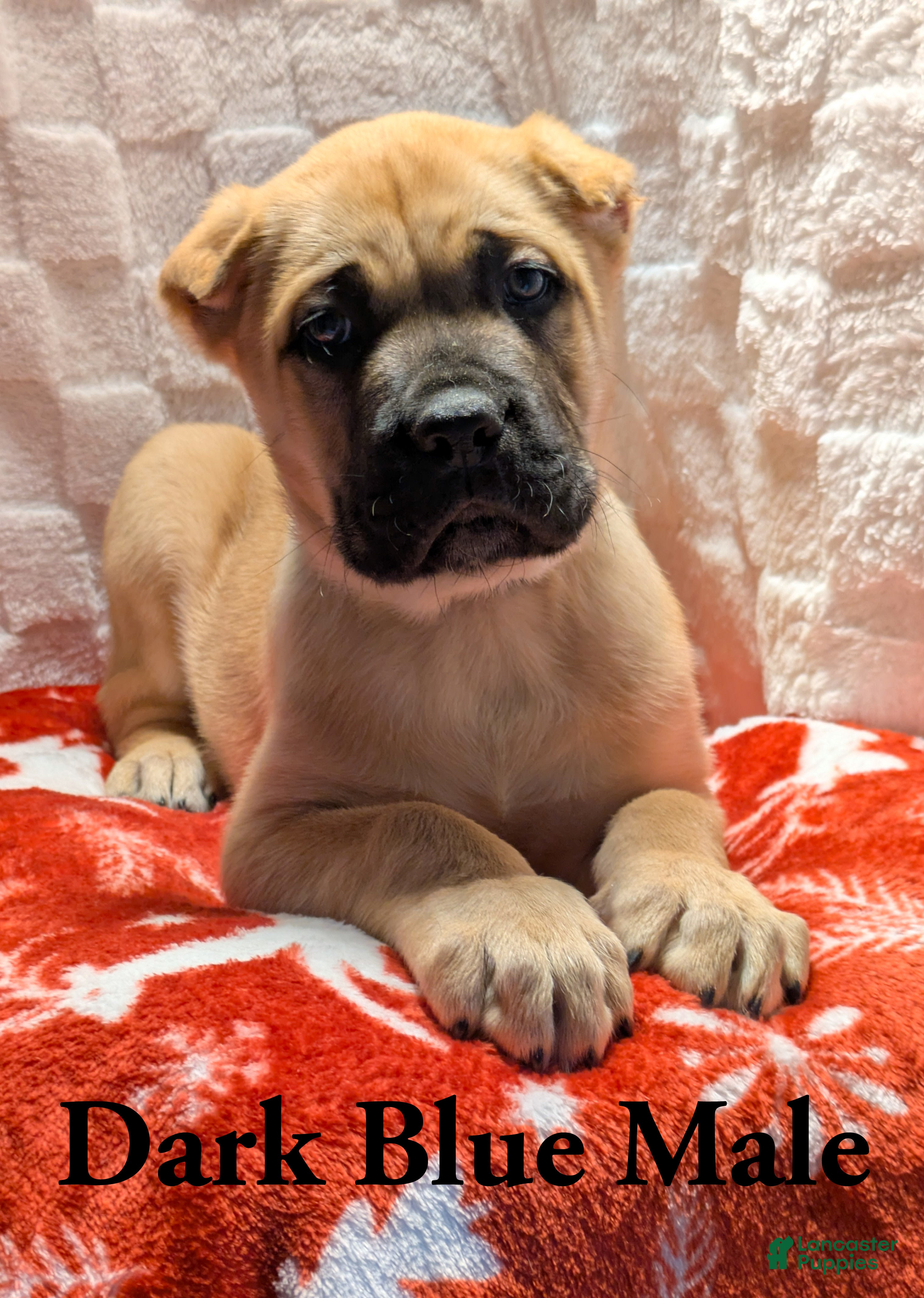 Cane Corso dogs Dark Blue - Ad 17