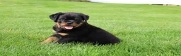 Rottweiler dogs for sale: Buck - Ad 9