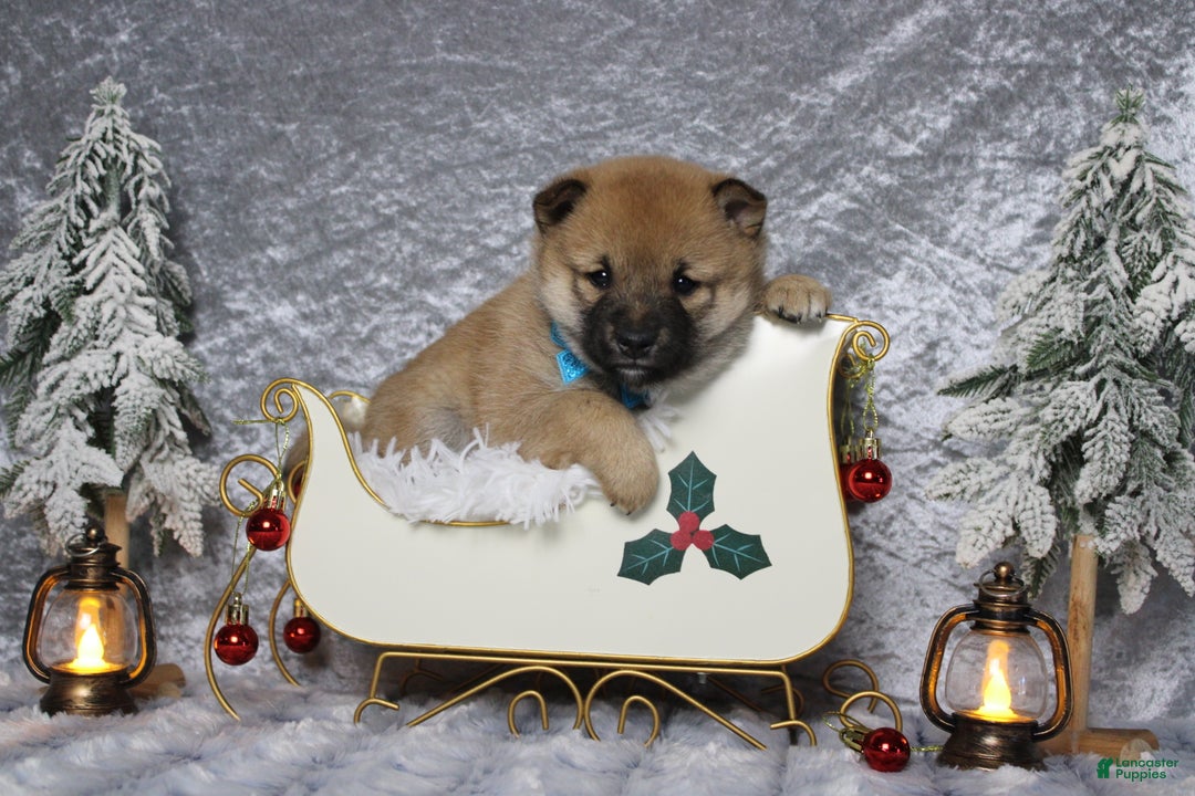 Shiba Inu dogs for sale: Whiskey - Ad 1