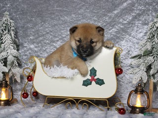 Shiba Inu dogs Whiskey - Ad 4