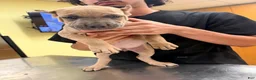 Cane Corso dogs for sale: Cane Corso 3 - Ad 5