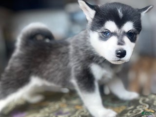 Alaskan Klee Kai dogs Jaehaerys the conciliator - Ad 7