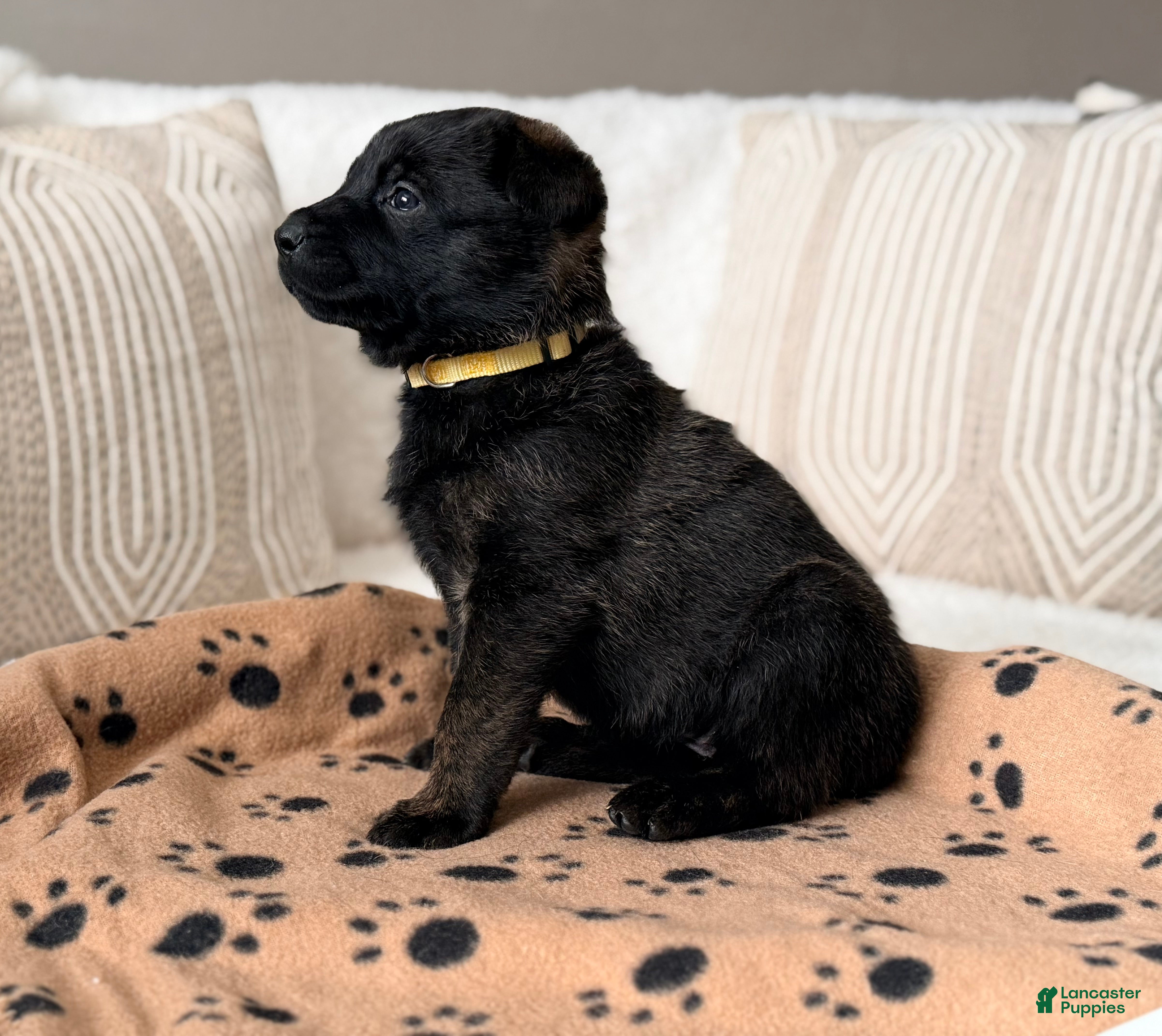 Mixed Breed dogs Mixed Breed Puppy 3 - Ad 18