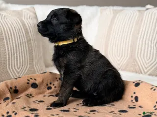 Mixed Breed dogs Mixed Breed Puppy 3 - Ad 18
