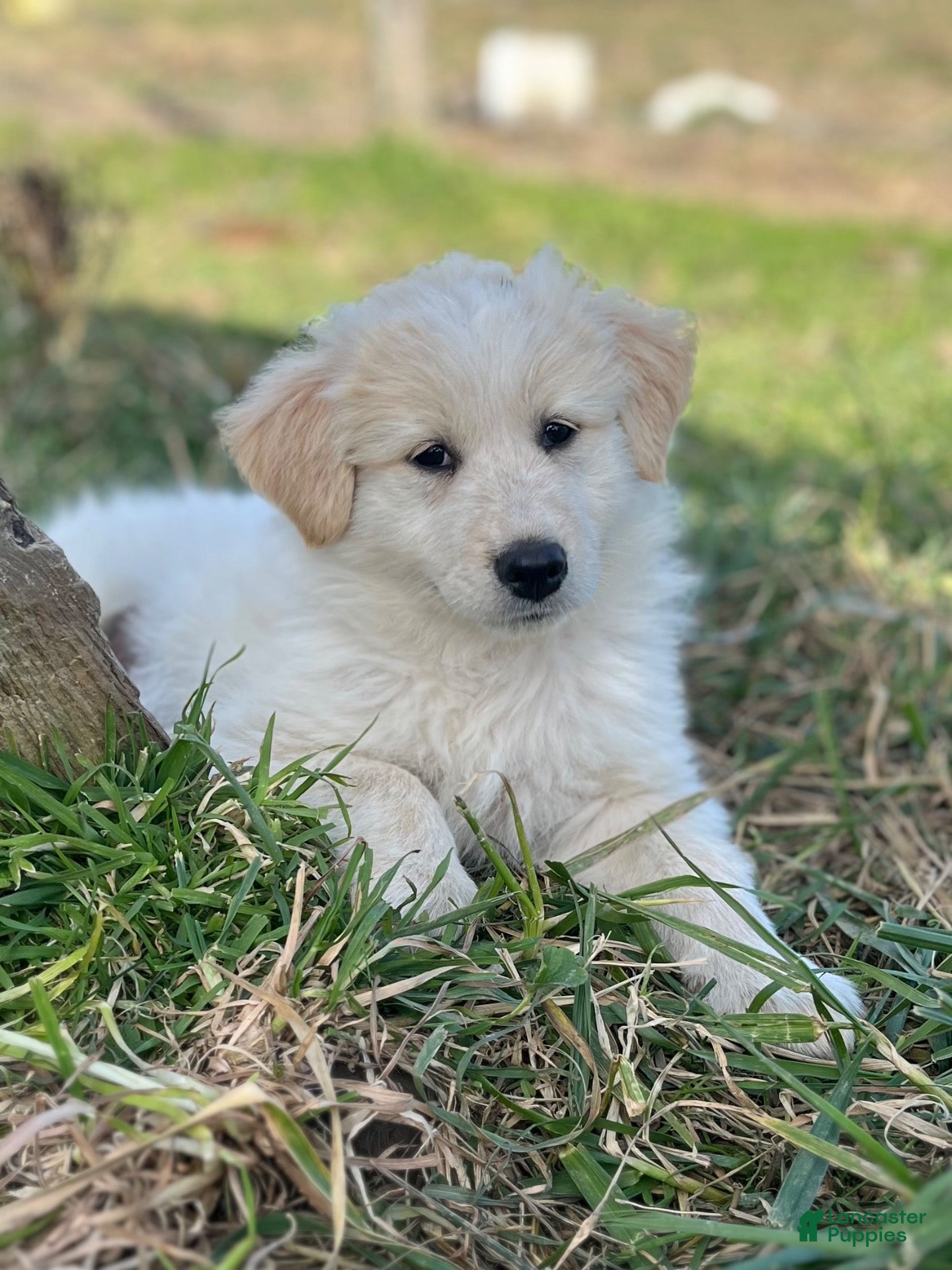 Mixed Breed dogs for sale: Sunnie - Ad 2