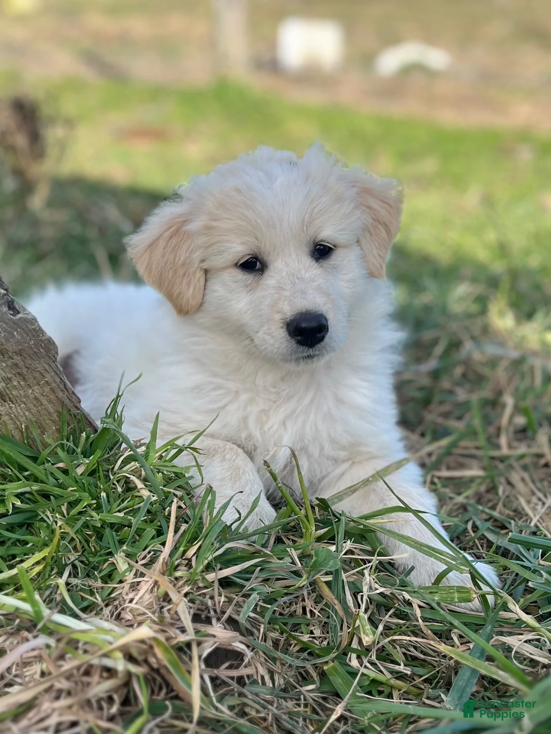 Mixed Breed dogs for sale: Sunnie - Ad 1