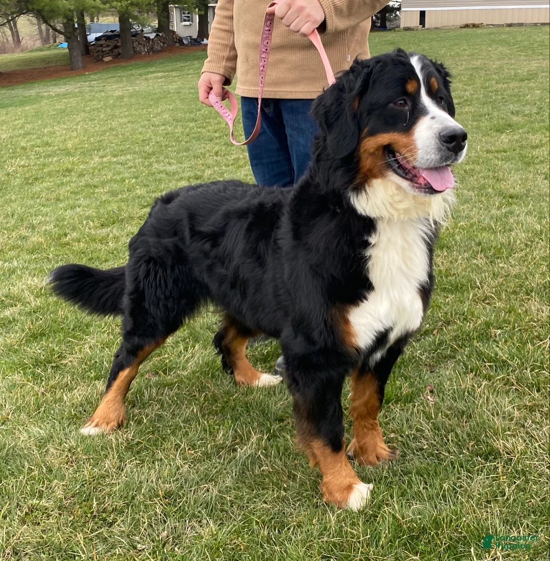 Bernese Mountain Dog dogs for sale: Rhett - Ad 7