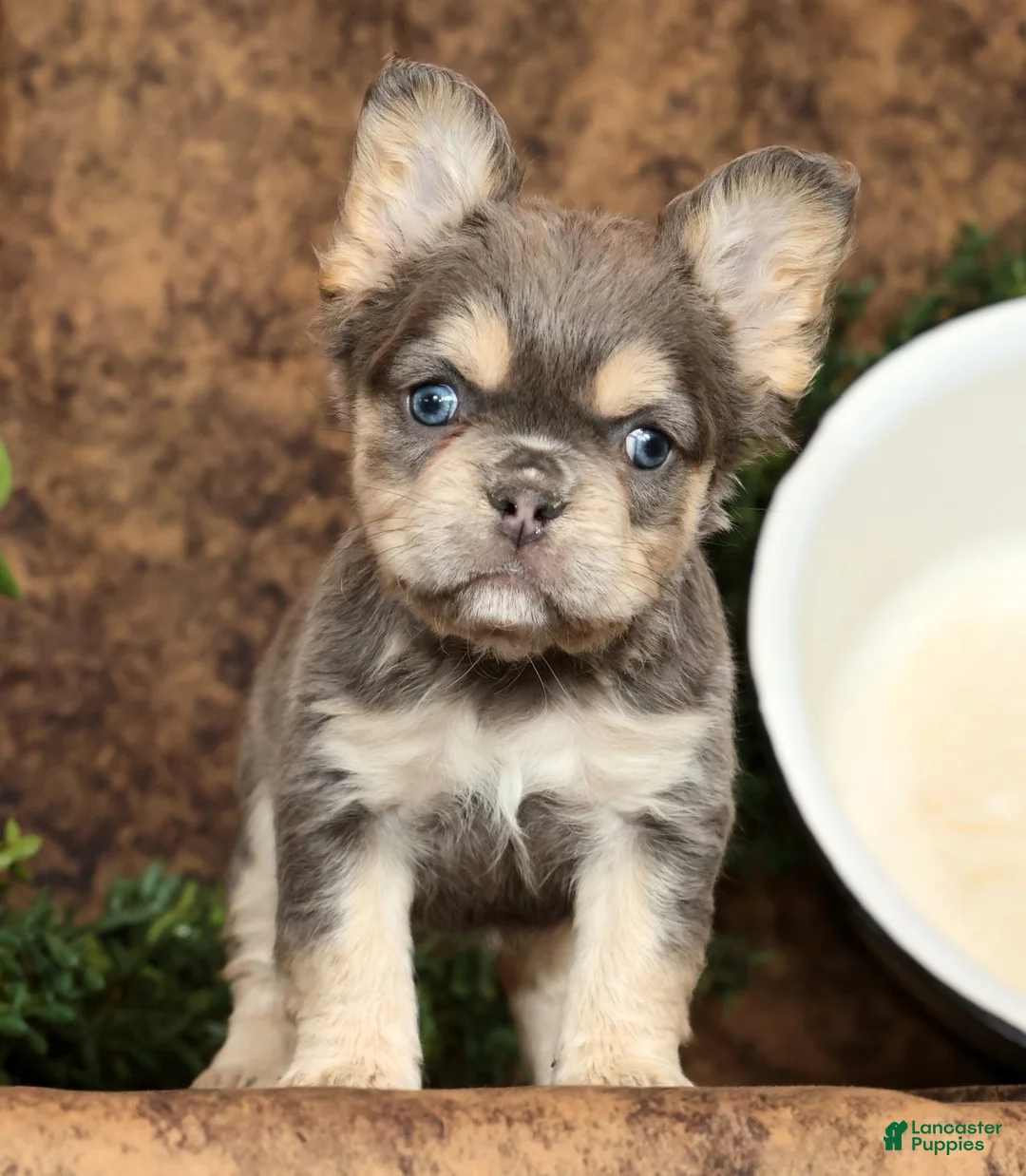 French Bulldog dogs for sale: Bella - Ad 2
