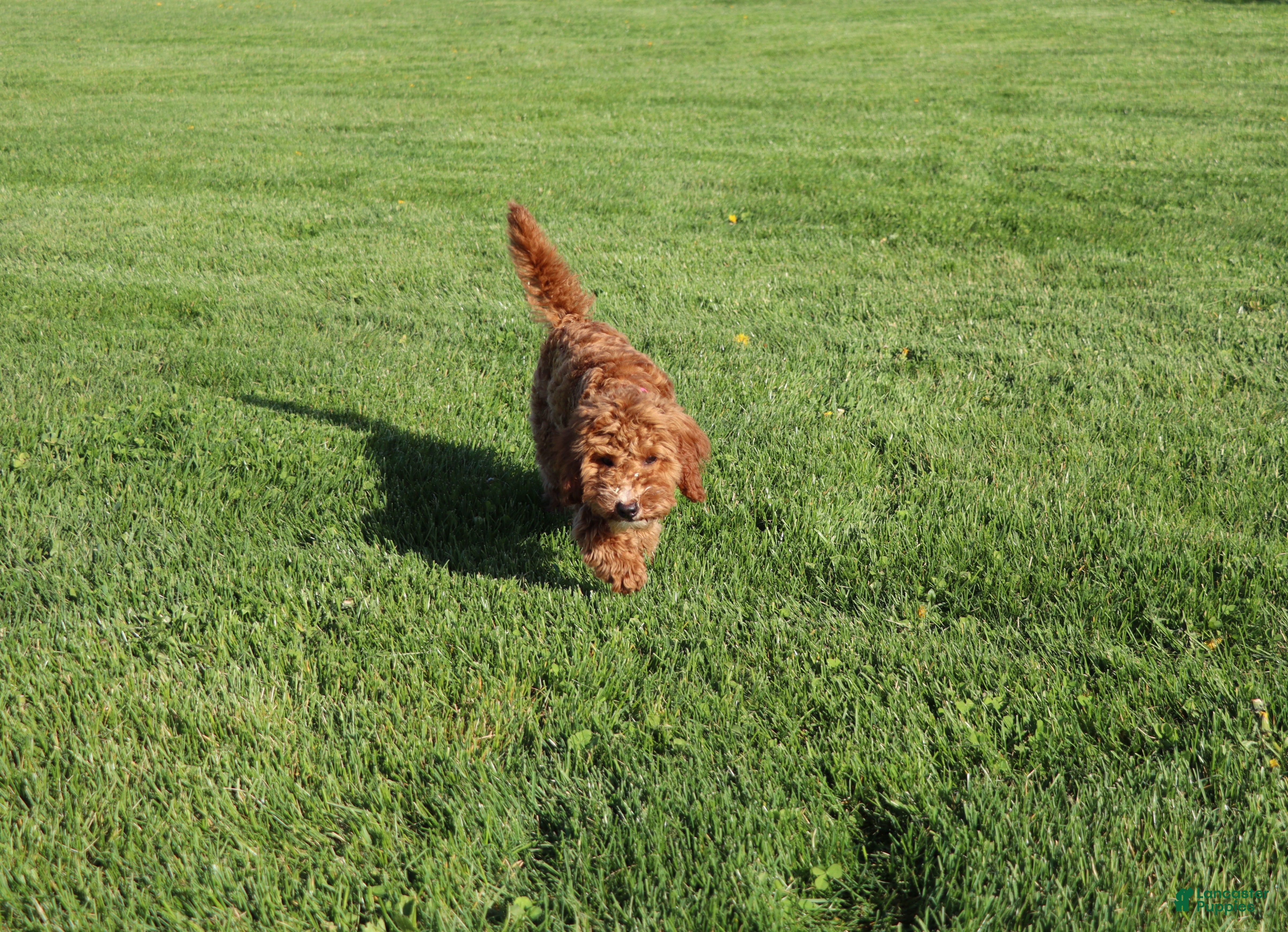 Mini Goldendoodle dogs Willow 🌷 GeneticCP-BasicTraining - Ad 2