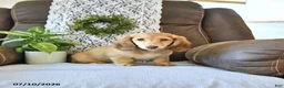 Miniature Dachshund dogs for sale: Sadie - Ad 5