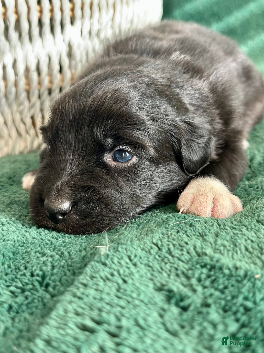 Australian Shepherd dogs for sale: Black Tri Female (Salem) - Ad 5