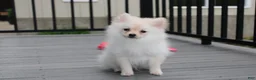 Pomeranian dogs for sale: Cooper  - Ad 5
