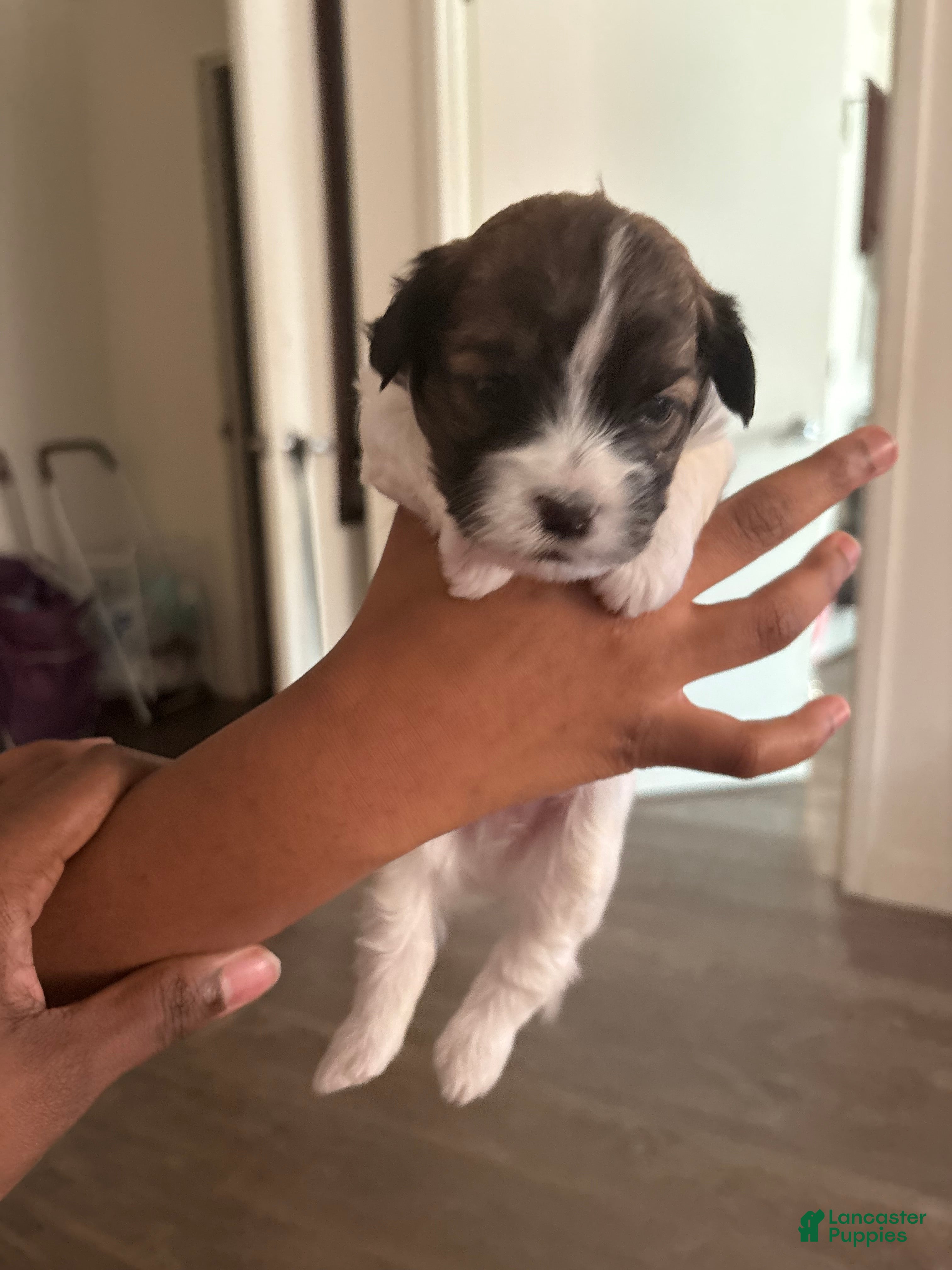 Mixed Breed dogs Baby oreo - Ad 24