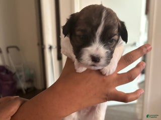 Mixed Breed dogs Baby oreo - Ad 29