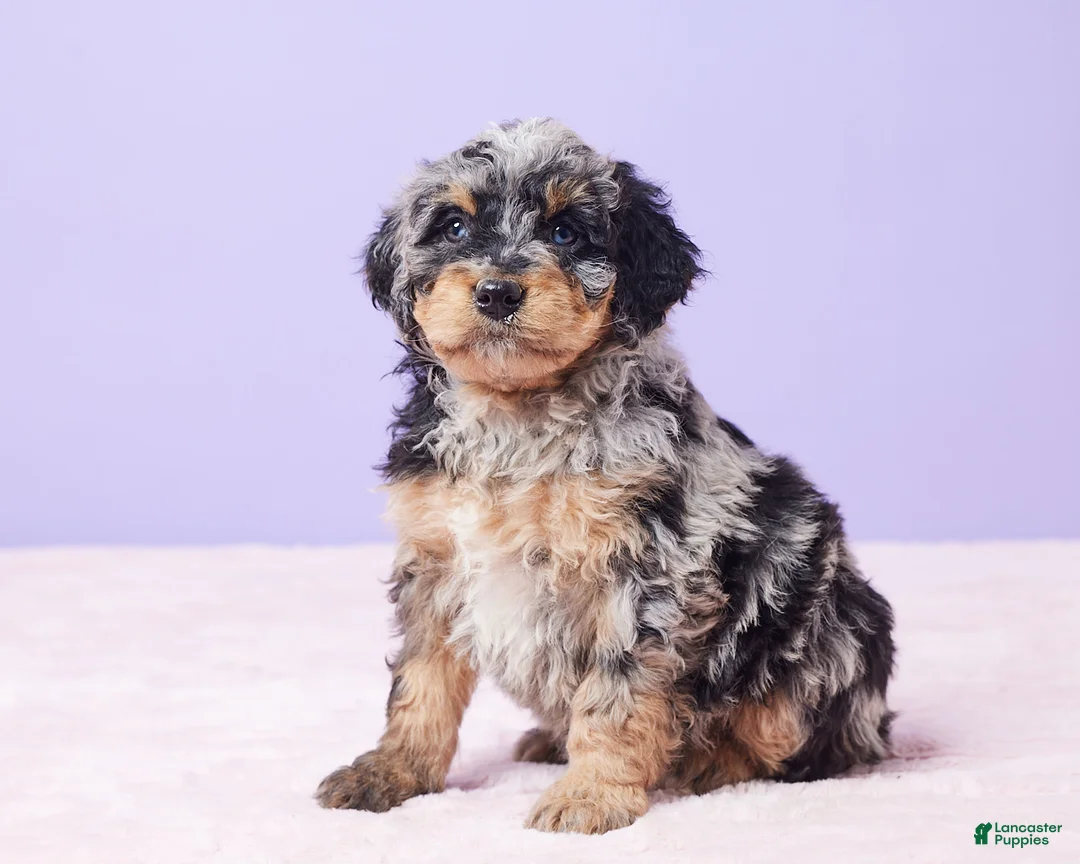 Mini Bernedoodle dogs for sale: Mabel - Ad 5