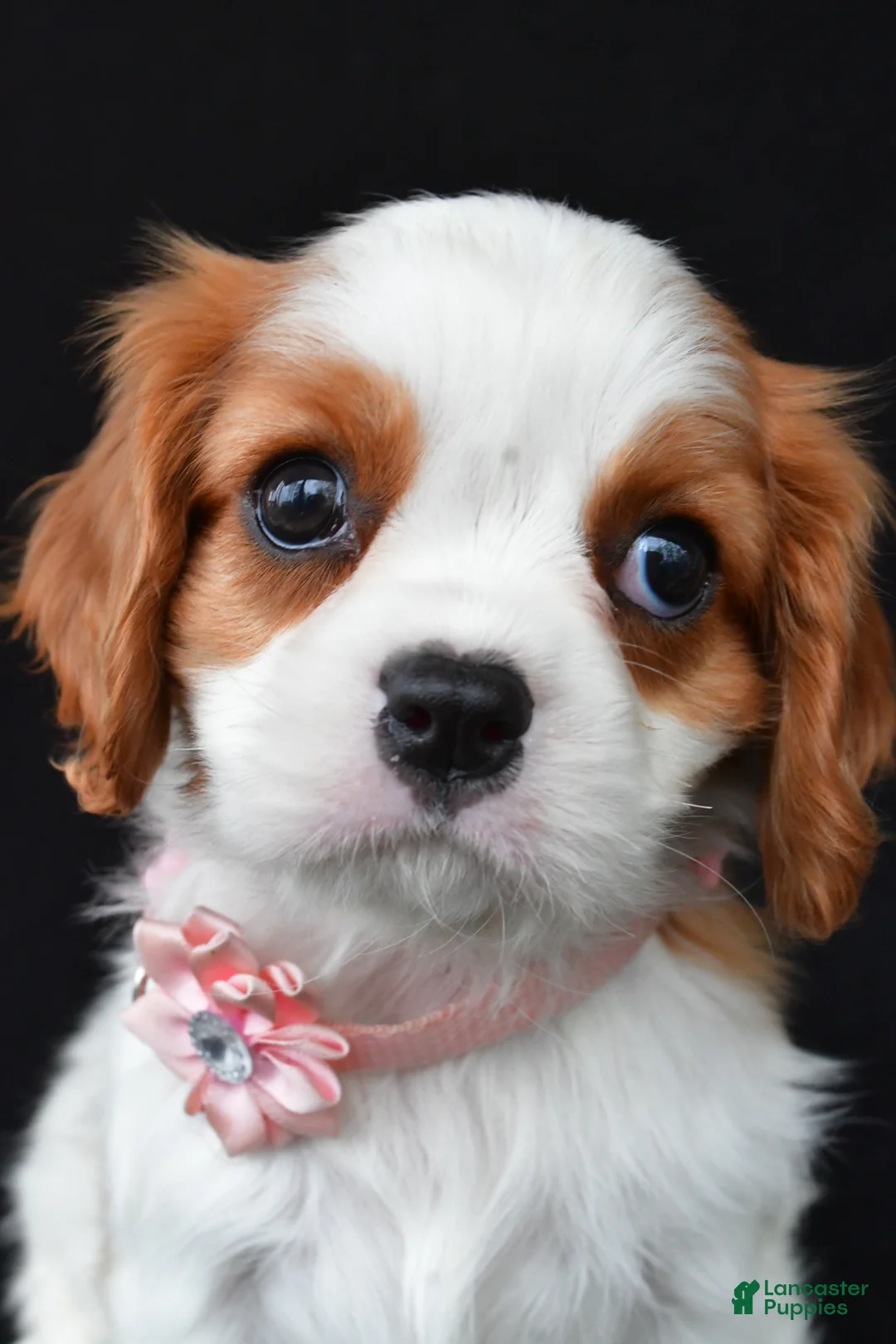 Cavalier King Charles Spaniel dogs for sale: Abigail - Ad 2