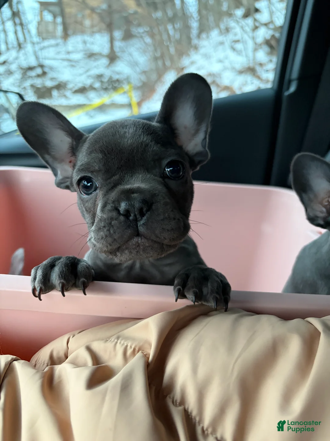 French Bulldog dogs for sale: Blaze - Ad 1