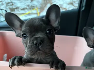 French Bulldog dogs Blaze - Ad 2
