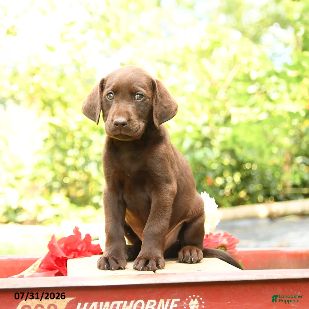 Labrador Retriever dogs for sale: Baxter - Ad 2