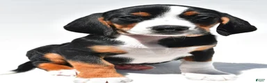 Rhoda