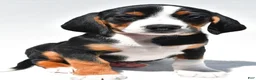 Beagle dogs for sale: Rhoda - Ad 2