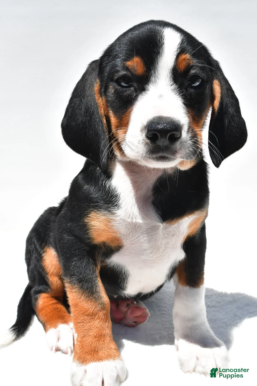 Beagle dogs for sale: Rhoda - Ad 2