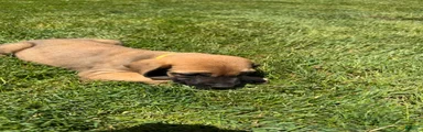 Puppy 2