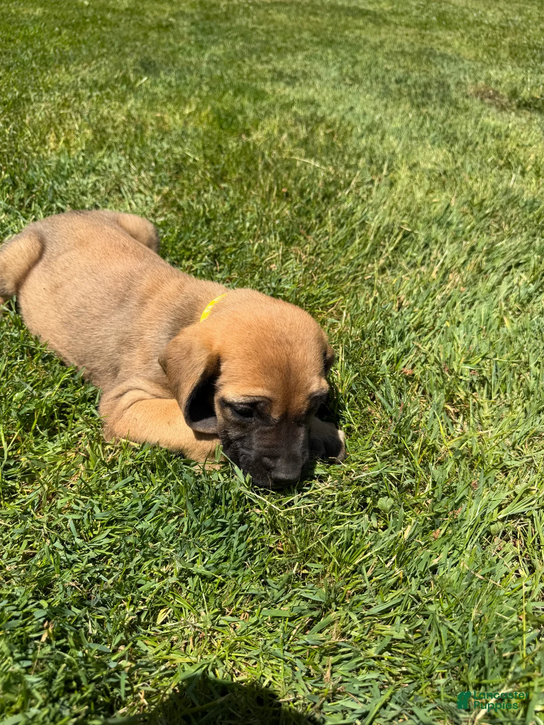 English Mastiff dogs for sale: Puppy 2 - Ad 1