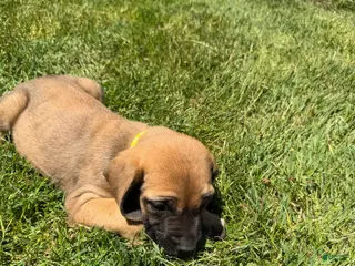 English Mastiff dogs for sale: Puppy 2 - Ad 2