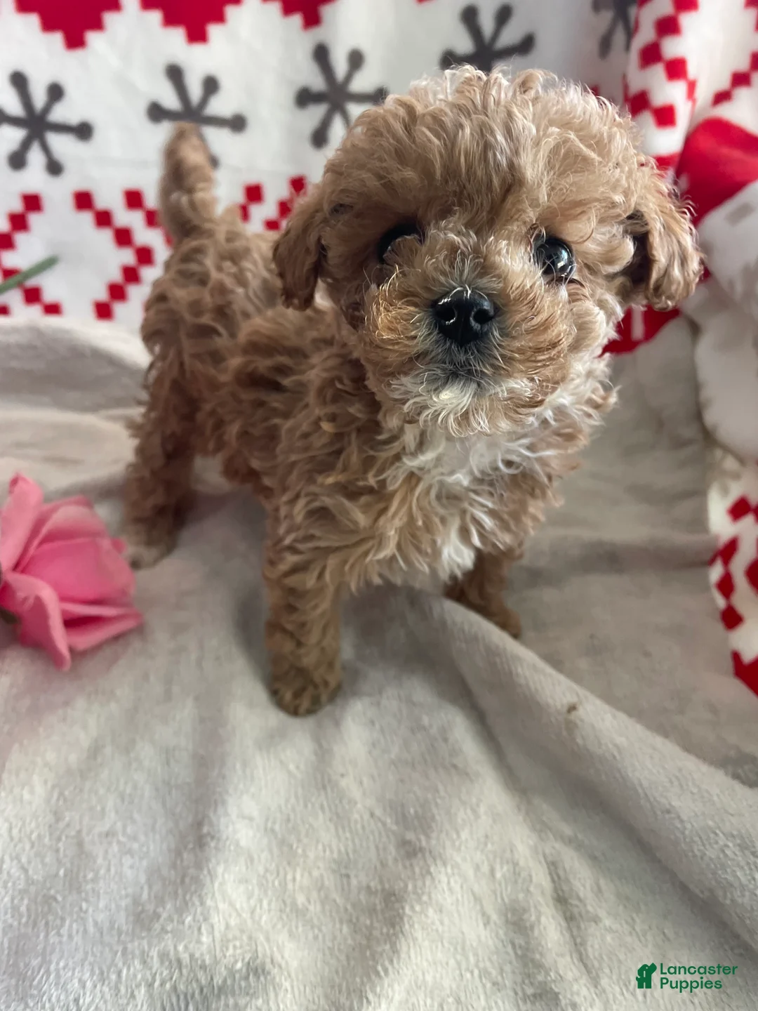 Toy Poodle dogs for sale: Fifi - Ad 3