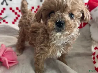 Toy Poodle dogs Fifi - Ad 19