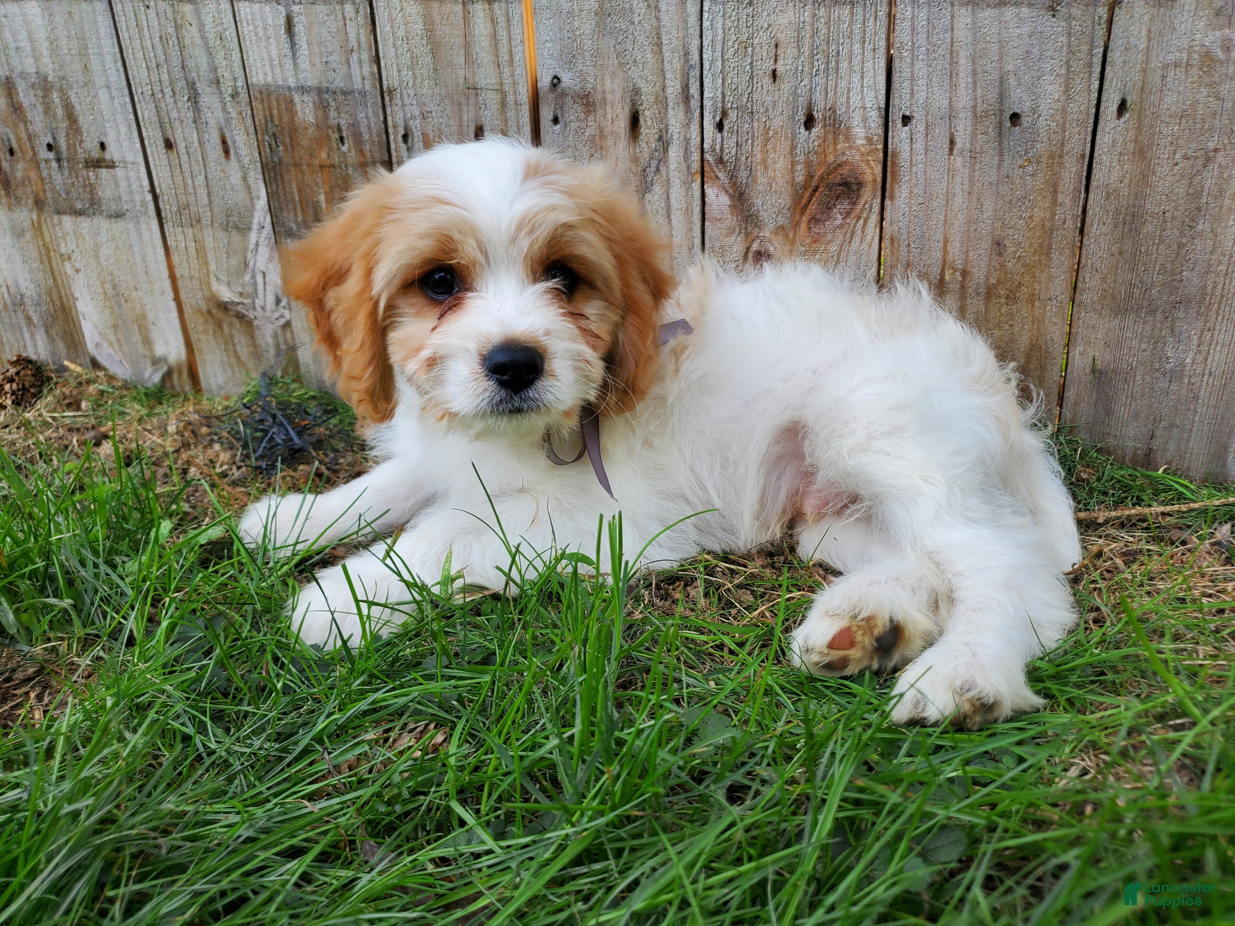 Benson (Cavachon, Male) in Oley, PA