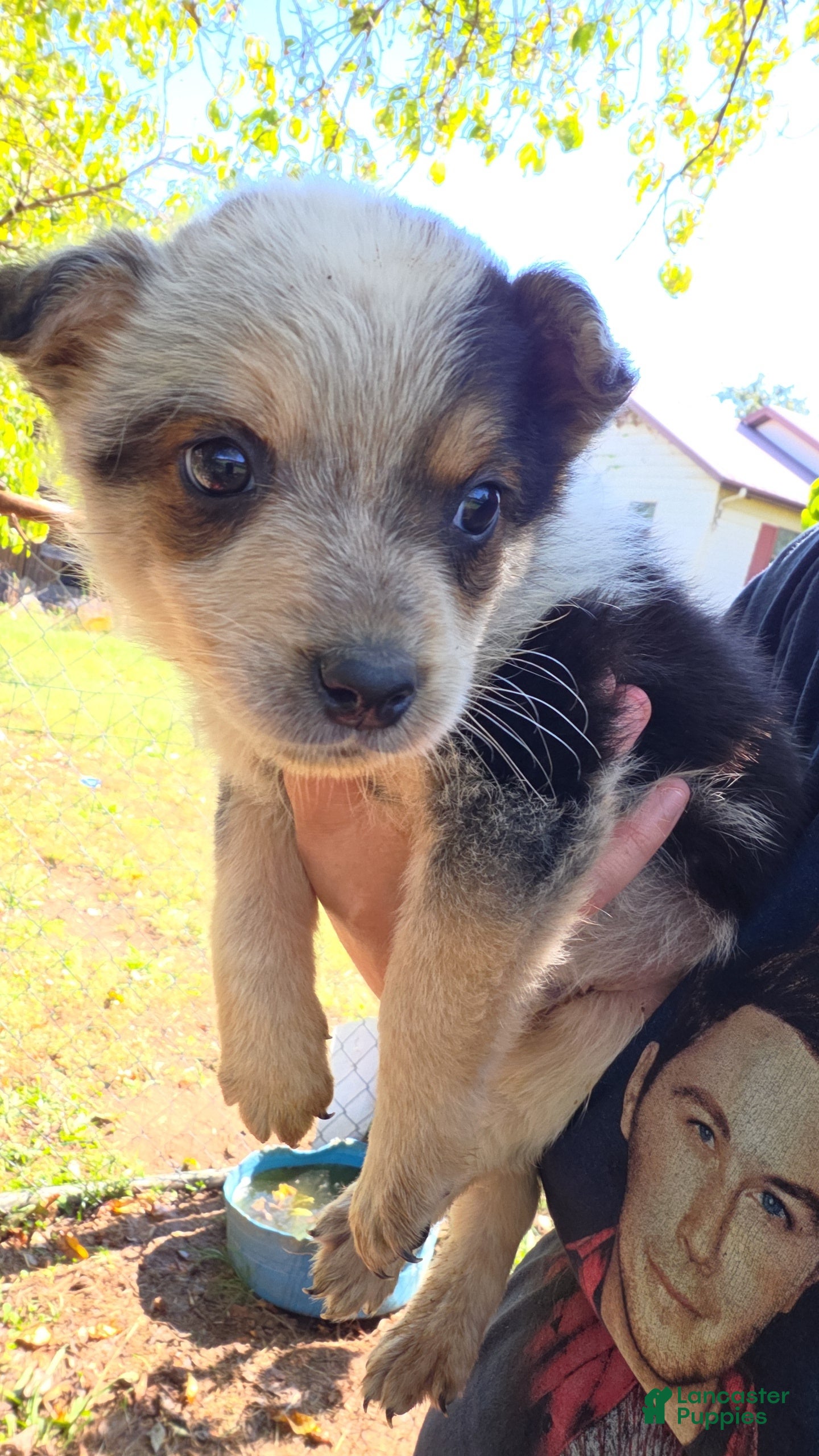 Mixed Breed dogs for sale: Boy #1 - Ad 7