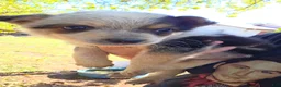 Mixed Breed dogs for sale: Boy #1 - Ad 1