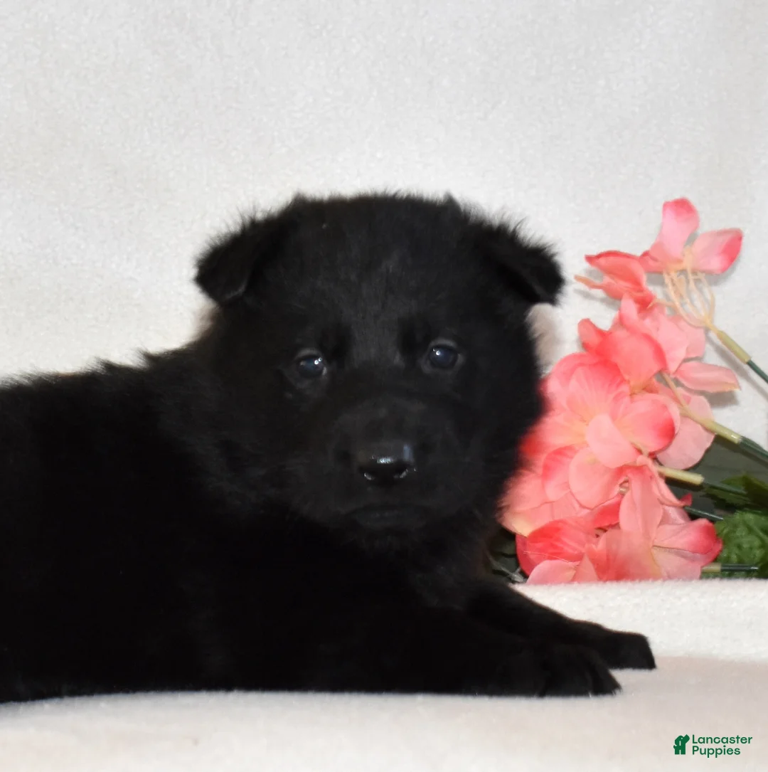 German Shepherd dogs for sale: Stormy - Ad 2