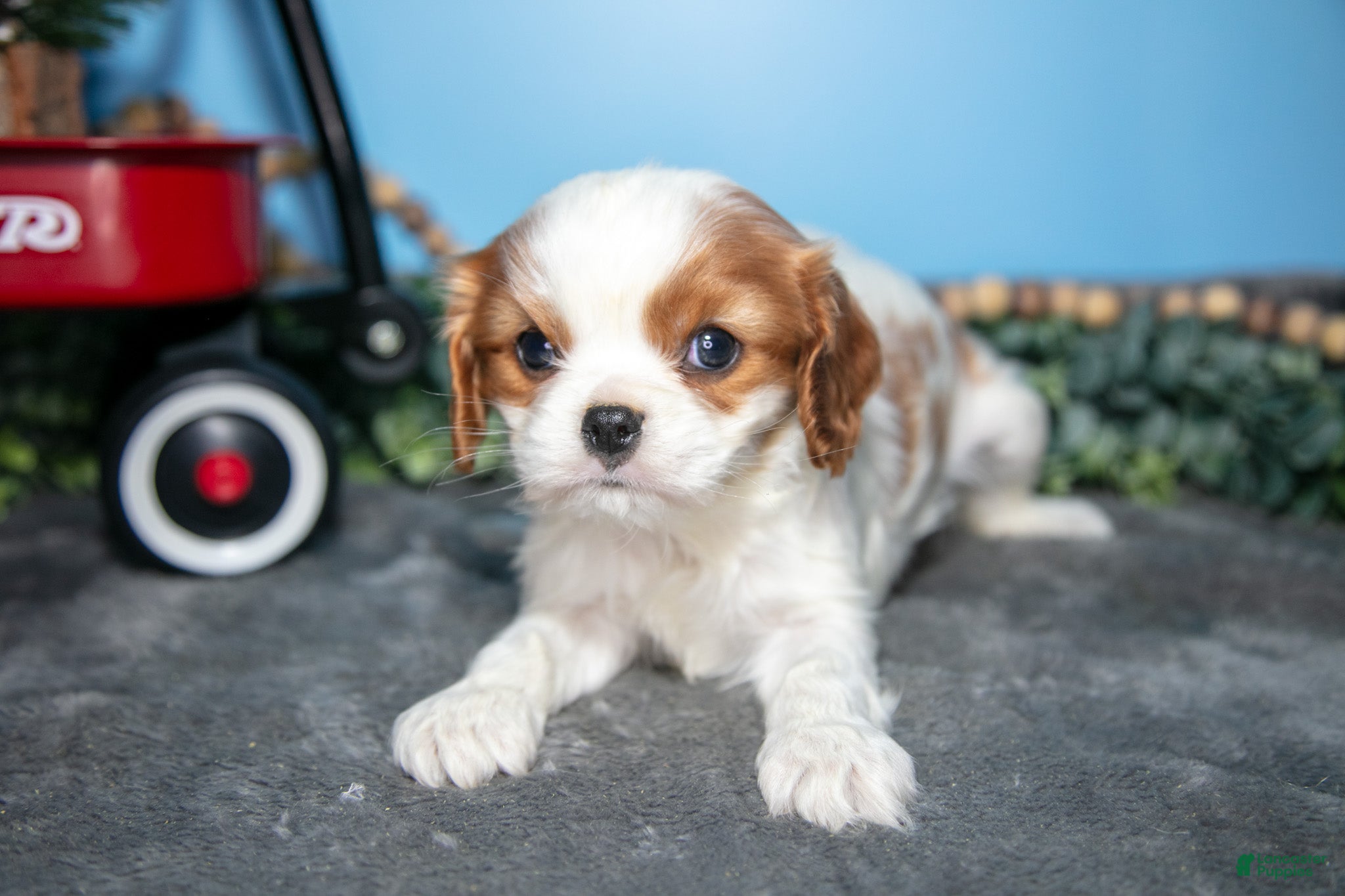 Cavalier King Charles Spaniel dogs Betty - Ad 35
